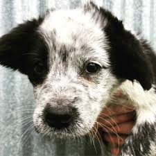 It is a cross between the german shepherd and the border collie. Puppy Medium Female Border Collie X German Shorthaired Pointer Mix Dog In Vic Petrescue