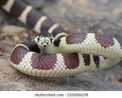 Cobra-rei-da-Califórnia