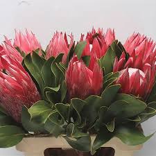 Image result for Protea madiensis