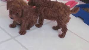 I have female pure breed red toy poodle. Dark Red Toy Poodle Puppies Youtube
