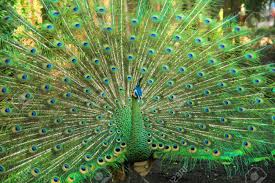 Check spelling or type a new query. Burung Merak Hijau Salah Satu Satwa Yang Dilindungi Stock Photo Picture And Royalty Free Image Image 50992169