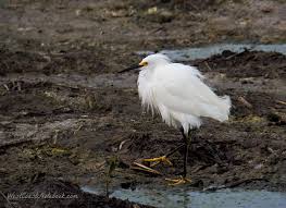 Birds Of East Texas Pictures Birds Of South Padre Island Texas Little Egret Walking Along The Shore Looks Like He S Wearing Yellow Shoes Egret Bi South Padre Island Puffins Bird Bird