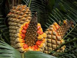 Image result for Encephalartos senticosus