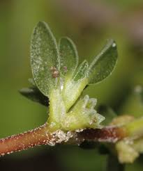 Image result for Trianthema salsoloides