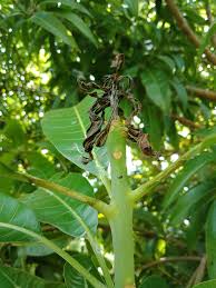 We did not find results for: Banana Spotting Bugs And Mango Production Agriculture And Food