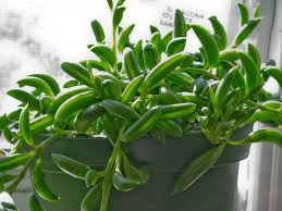 The list of succulent plants is so diverse, at least one species exists in over 25 plant families. Pin On I Succulents