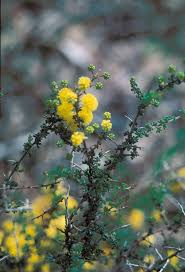 Image result for Acacia lasiopetala