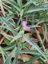 Image result for Commelina albescens