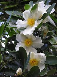 Camellia Sasanqua Setsugekka Camellia Melbourne Garden White Gardens