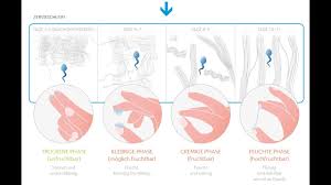 Wann können sie schwanger werden? Zervixschleim Bestimmung Fruchtbarer Unfruchtbarer Tage