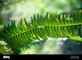 Image result for Lomariopsidaceae