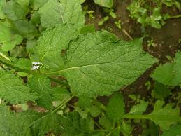 Image result for Heliotropium indicum