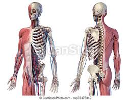 You use this muscle when you stand up, walk, run, and climb stairs in fact—whenever you straighten or extend your legs. Human 3 4 Body Skeleton With Muscles Veins And Arteries Perspective Front And Rear Views Human Anatomy 3 4 Body Skeletal Canstock