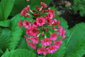 Image result for Primula