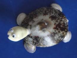 Sea Shell Turtle Limpet Shell Magnet Figurine Limpet Shell Sea Shells Turtle Painting