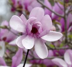Magnolia × soulangeana, the saucer magnolia, is a hybrid plant in the genus magnolia and family magnoliaceae. File Saucer Magnolia Magnolia Soulangeana Jpg Wikipedia