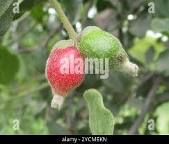 Image result for Erianthemum