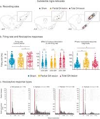 Image result for Paraknoxia