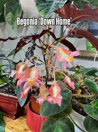 Image result for Begonia elaeagnifolia