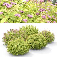 Image result for spirea japonica gold princess