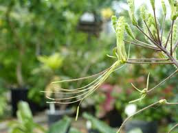 Image result for Cleomaceae