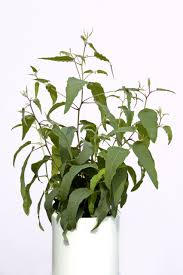Image result for Eucalyptus citriodora