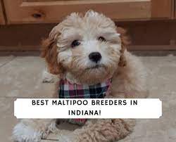 If you are looking to adopt or buy a maltipoo take a look here! 5 Best Maltipoo Breeders In Indiana 2021 We Love Doodles