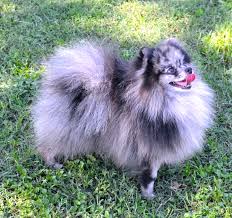 Check spelling or type a new query. Merle Pomeranains Dee Dee S Pomeranians