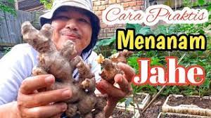 Demikian ulasan mengenai cara menanam jahe merah di lahan terbuka, semoga artikel ini dapat menambah wawasan dan bermanfaat untuk anda. Budidaya Jahe Di Lahan Terbuka Youtube
