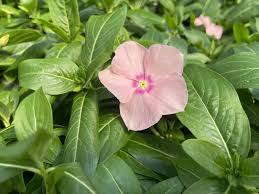 Image result for Catharanthus roseus