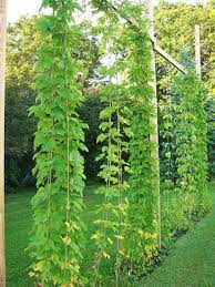 How To Grow Your Own Hops At Home Hops Trellis Vertical Garden Garden Vines
