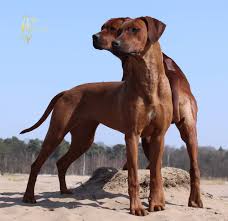 Rhodesian Ridgeback In 2020 Rhodesian Ridgeback Dog Rhodesian Ridgeback Rhodesian Ridgeback Puppies