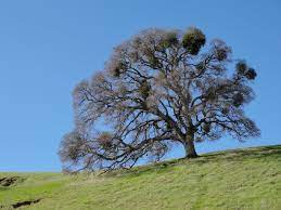 Maybe you would like to learn more about one of these? Quercus Lobata Wikipedia