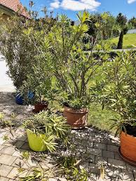Oleander schneiden alles zum richtigen zeitpunkt schnitt plantura. Oleander Pflegen Dungen Schneiden Uberwintern Alle Tipps Infos