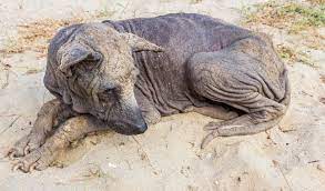 Neem oil's effectiveness to treat Dog Mange - BulkNeemOil.com