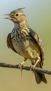 Le regroupement en bandes intervient le plus souvent chez les populations qui vivent près des rivages mais certaines alouettes haussecols restent solitaires. Fonds D Ecran Alouette A Crete Oiseau 1920x1200 Hd Image