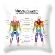 These four muscles at the front of the thigh are the major extensors (help to extend the leg. Muscle Diagram Male Body Names Digital Art By Peter Hermes Furian