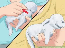 To bathe newborn puppies without hurting them, use a flea comb and rubbing alcohol. How To Save A Fading Newborn Puppy Mintbowl Dog Wheelchair India Handicap Paralyzed Disabled Dogs Cats Labrador German Shepherd Pomeranian Pug Dachshund Wheelchair India
