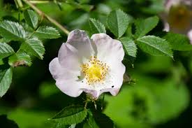 Image result for Rosaceae