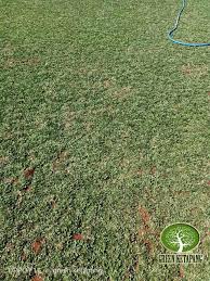 Rumput gajah mini dapat hidup di berbagai tempat, menyukai sinar matahari yang teduh, dan akan tumbuh sempurna di tanah dengan tingkat kesuburan tinggi. Jual Rumput Gajah Mini Harga Rumput Gajah Mini Terbaru