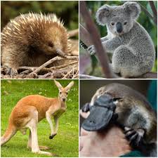 The Most Famous Native Animals In Australia Are Kangaroos Koalas Wallabies Wombats And More Marsupials Mamm Australia Animals Animals Australian Animals