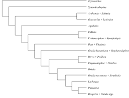 Image result for Synandrodaphne paradoxa