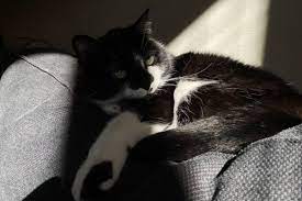 By Owning A Pet You Are Doing More Damage To The Environment Than You Might Realise The Independent