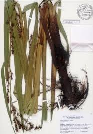 Image result for Scleria lacustris