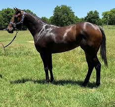 Maybe you would like to learn more about one of these? Racing Age Blazinfire Racing Quarter Horses For Sale