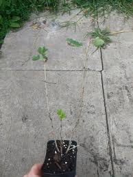 Check spelling or type a new query. 1 Jeanne Gooseberry Live Rooted Plant And 45 Similar Items