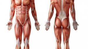 Muscle cells contain protein filaments called myofilaments of actin and myosin that slide past one another, producing a contraction that changes both the length and the shape of the cell. Torso Leg Muscle Anatomy Anterior Posterior View Human Muscle Anatomy Body Anatomy Muscle Anatomy