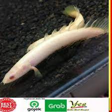 Check spelling or type a new query. Q61065 Ikan Palmas Albino Ikan Hias Naga Putih Shopee Indonesia