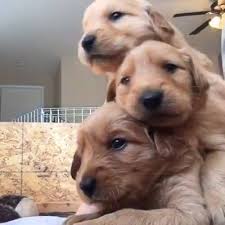 Puppy Pile Up