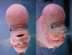 Background aquarium allumunium foil untuk tanning louhan: 40 Ide Lou Han Ikan Ikan Akuarium Cichlids